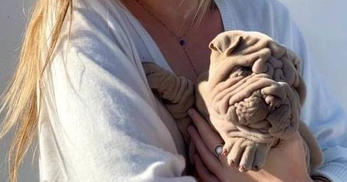 六个月大的沙皮犬，身体褶皱之深令人惊奇，网友惊呼像极了狗地毯