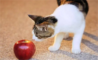 猫可以吃苹果吗