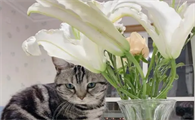 百合对猫有毒吗