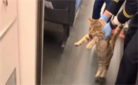 猫可以上高铁吗