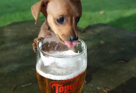 狗可以喝啤酒不