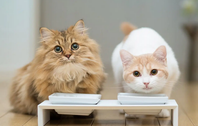 快来看看，母猫一直不做绝育会怎么样？