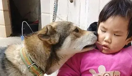 儿子摔倒后在哭泣,狗狗凑过来替他舔掉眼泪 儿子摔倒后在哭泣,狗狗凑过来替他舔掉眼泪
