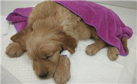 狗肠炎最快用什么药好