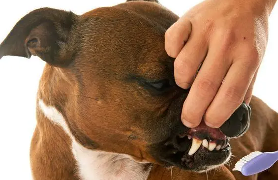 狗狗嘴流透明的长粘液是什么？感兴趣就看看
