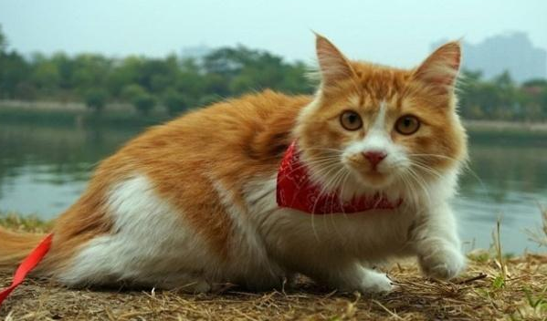 猫咪能活多久