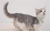 猫尾巴的作用