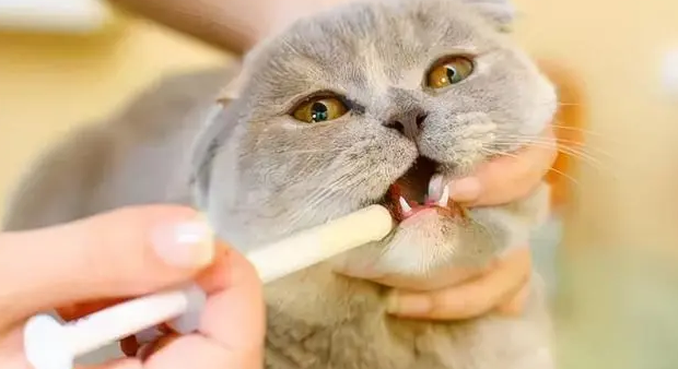 猫驱虫多久一次 猫驱虫多久一次