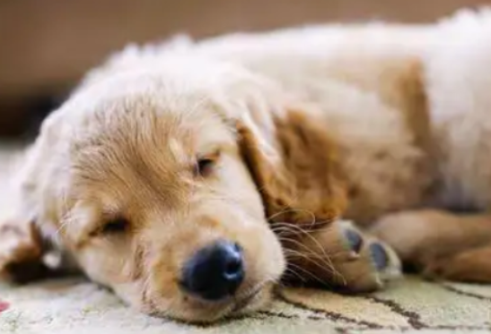 好奇，狗睡覺打呼是否正常？