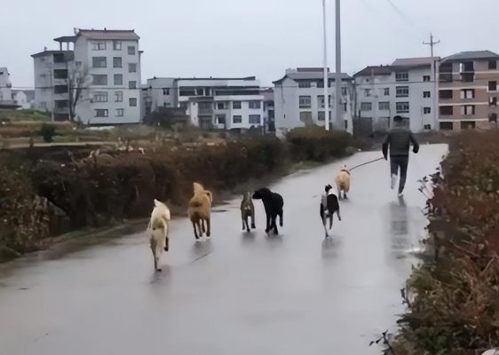 第一批胆敢带狗回老家的人,已经被狗遛疯了 第一批胆敢带狗回老家的人,已经被狗遛疯了