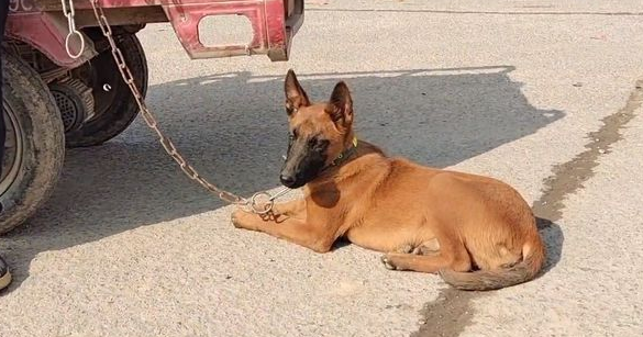 马犬不愿和主人分开，只能不停握手