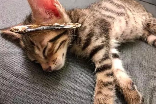 猫死了怎么处理 猫死了怎么处理
