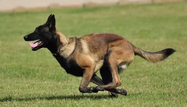 马犬怎样训练