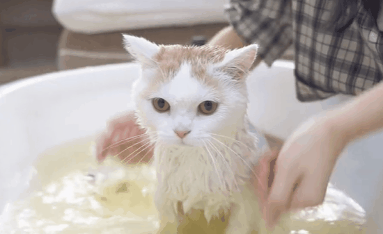 怎样给猫咪洗澡 怎样给猫咪洗澡
