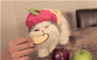 小猫喜欢吃什么