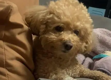 丈夫出差回来想摸孕妻胎动,狗狗一直护着 丈夫出差回来想摸孕妻胎动,狗狗一直护着