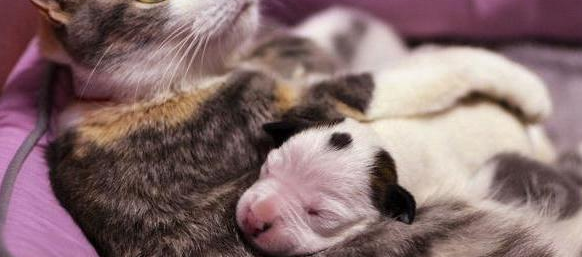 猫妈妈产后吃什么能够补充奶水