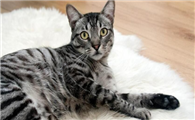 猫身上有什么寄生虫啊