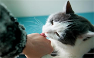 猫咪舔主人的手