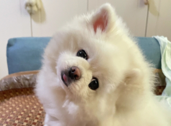 博美吃什么狗粮啊好吃 博美吃什么狗粮啊好吃