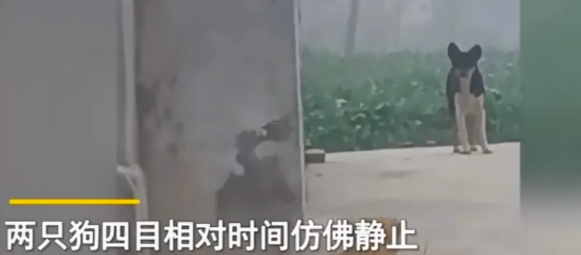 小奶狗被养一个月,狗妈妈突然出现瞬间破防 小奶狗被养一个月,狗妈妈突然出现瞬间破防