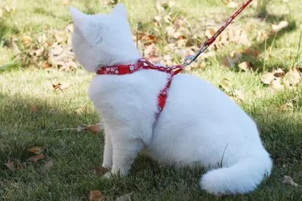 猫可以带牵引绳吗