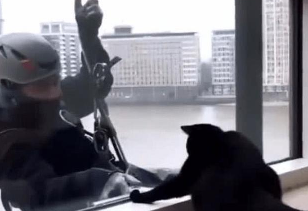 蜘蛛人擦玻璃时，遇到一户人家的猫咪