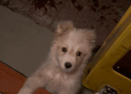 狗狗守到凌晨一点, 坚持终于换来收留