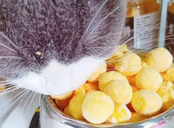 猫能吃蛋黄吗