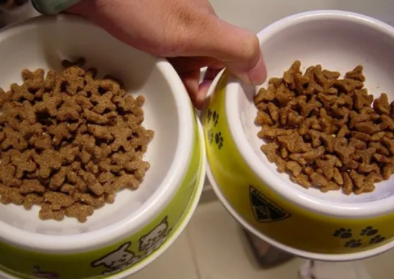 100克猫粮有多少参照物