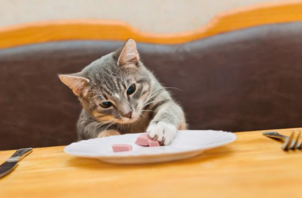 猫可以吃什么零食推荐 猫可以吃什么零食推荐