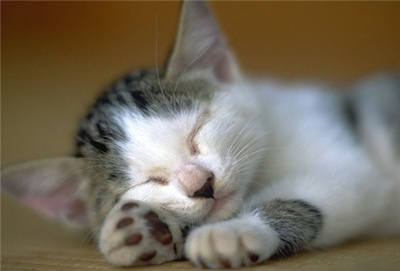 猫咪产后恶露怎么清理比较好