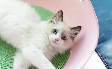 布偶猫能活多久 布偶猫能活多久