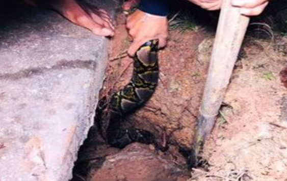 近5米长的蟒蛇袭击村庄，村民们将其捕抓