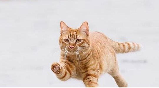 猫咪初次来海边时,被海风吹乱了毛发 猫咪初次来海边时,被海风吹乱了毛发