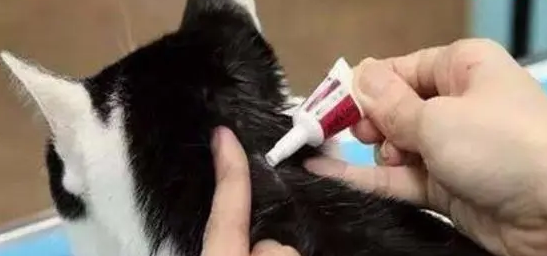 猫咪怎么驱虫