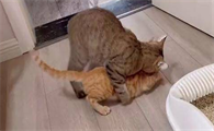 猫咪几个月发情