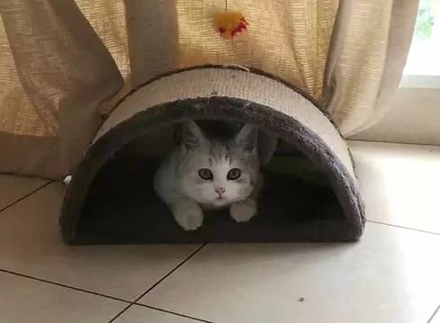 猫咪躲起来是为什么 猫咪躲起来是为什么