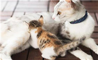猫咪坐月子注意事项