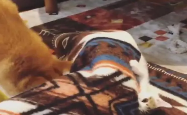 狗狗多次被小猫抓脸,它忍无可忍把猫咪制服 狗狗多次被小猫抓脸,它忍无可忍把猫咪制服