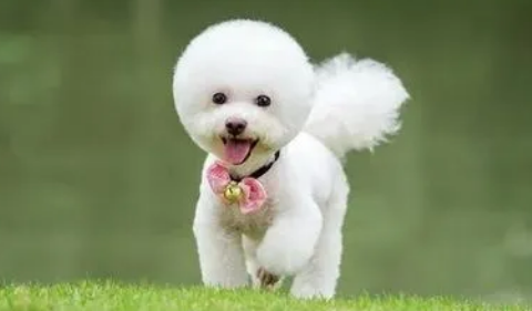 比熊犬好养吗 比熊犬好养吗