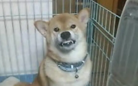 柴犬睡醒样子十分爆笑，主人也为它骄傲