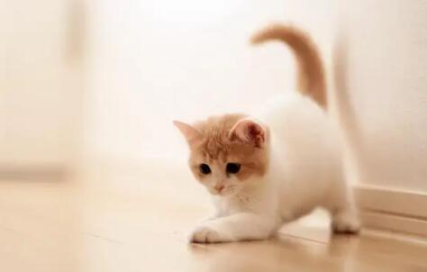 猫猫咳嗽吃什么药好 猫猫咳嗽吃什么药好