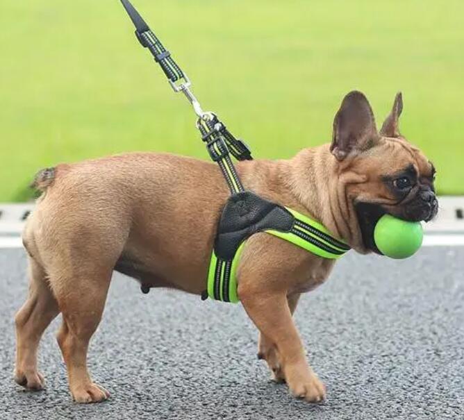 怎样让幼犬适应牵引绳 怎样让幼犬适应牵引绳