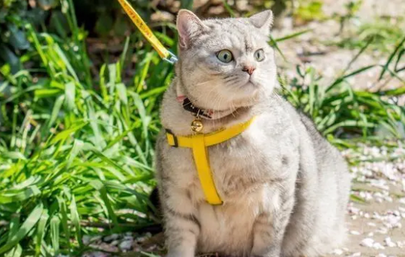猫能挣脱牵引绳吗