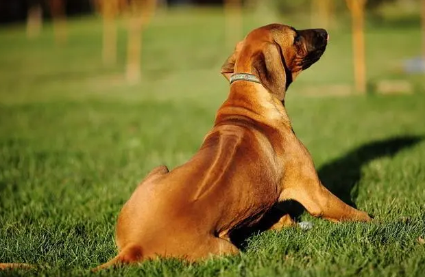 罗德西亚脊背犬 罗德西亚脊背犬