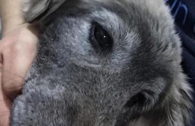 捡到的狗狗发现奇怪的癖好,知道原因后心疼 捡到的狗狗发现奇怪的癖好,知道原因后心疼