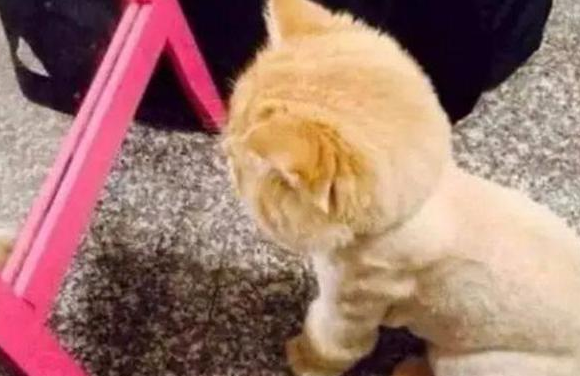 猫咪被骗去剃毛，剃完后连死的心都有了！
