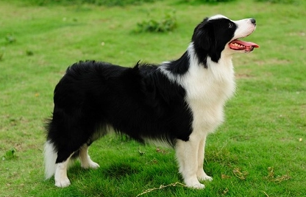 边境牧羊犬多久断奶？主人来看看吧