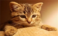 猫能活多少年